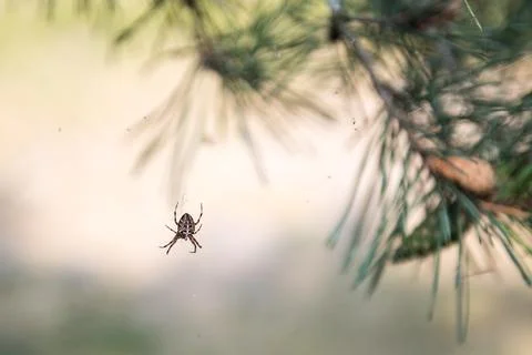 Spider on the web in the forest Stock Photos