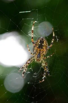 Spider web in the forest Stock Photos