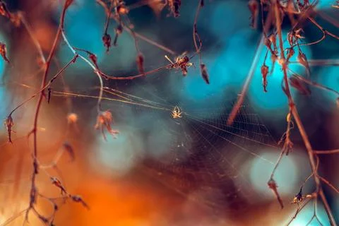 Spider Web in the Forest Stock Photos