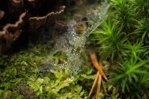 Spider web in the forest with rain drops Foto stock
