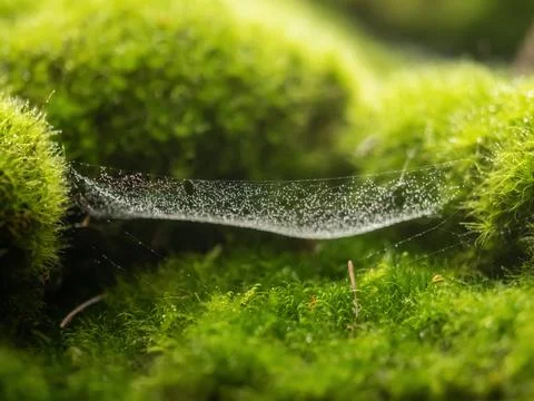 Spider web in the forest with raindrops Stock Photos