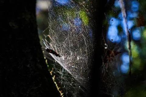 The spider web in the forest with sunlight 스톡 사진