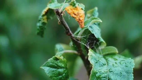 Spider web on forest tree Stock Footage 138046463