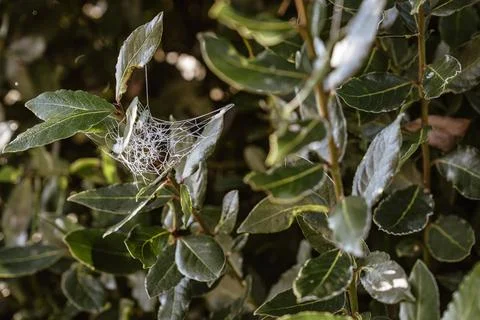 Spider web forming intricate pattern on green bay leaves 写真素材