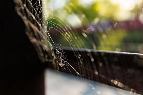 Spider web found on a fence during morning light in a garden or park area Stock Photos