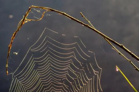 A spider web is found on a stick positioned above water. The web captures sun Stock Photos