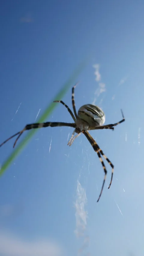 Spider on Web Framed by Foreground Grass Blade Under Clear Blue Sky Stock Footage 342769968