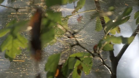 Spider web in French Forest Stock-Footage 119015574
