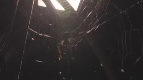 Spider on the web in fronmt of light Stock Footage 305513572