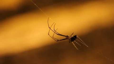 Spider on a Web in Front of Orange Glow in Florida Stock Footage 60032422
