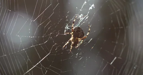 Spider On Web In Front Of Sunlights Macro Stock Footage 96669864