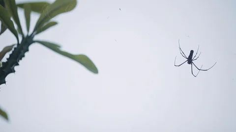 Spider on a web in front of trees Video stock 92713447