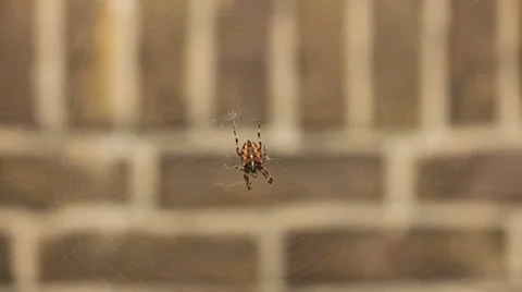 Spider in web in front of a wall, Closeup Stock Footage 30319207