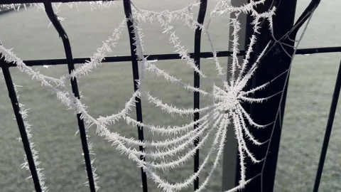 Spider web with frost Stock Footage 257623797