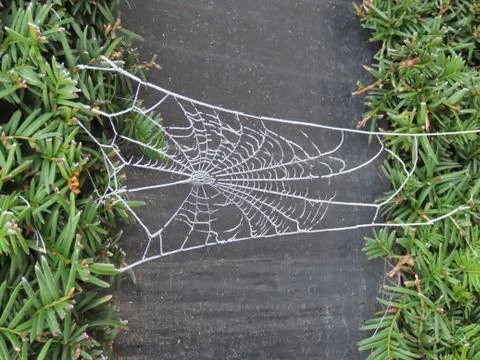 Spider web with frost Stock Photos