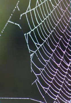 Spider web frozen Stock Photos