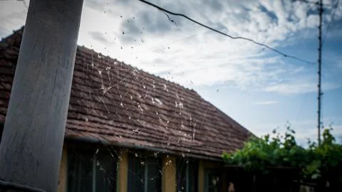 Spider web full of insects. old house in the background Fotos de archivo