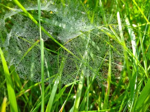 A spider web full of water drops Stock Photos
