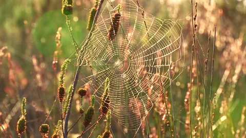 Spider web in fynbos Stock Footage 161807228