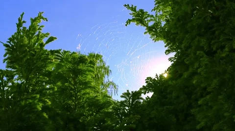 Spider web garden closeup Stock Footage 66426685