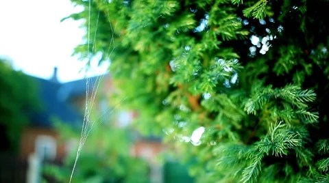 Spider web garden closeup green Stock Footage 66426712