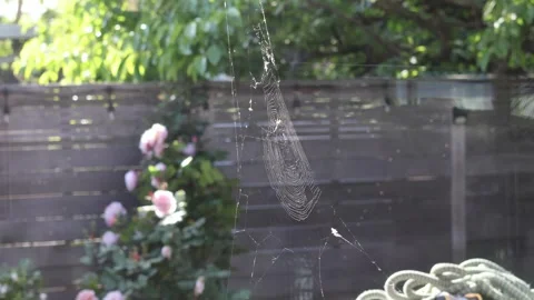Spider web in the garden Stock Footage 334969778