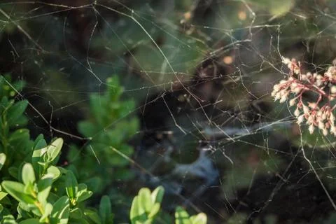Spider web in the garden with light falling Stock-Fotos