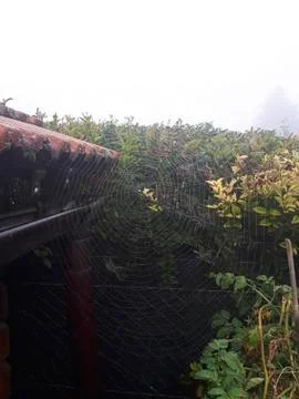 A spider web in the garden Stock Photos