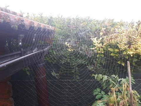 A spider web in the garden Stock Photos