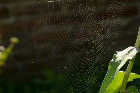 Spider web in the garden Stock Photos