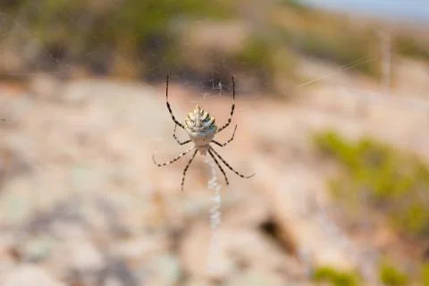 A spider on a web in the garden in a selective focus Stock Photos