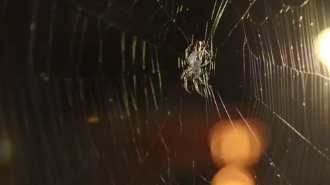 Spider web gently moving in the breeze with soft glowing bokeh lights Stock Footage 312741179