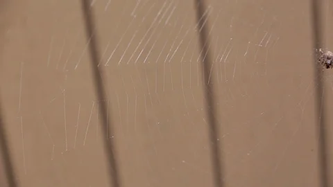 Spider on web gets startled and scuddles up Video stock 95963340