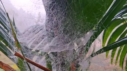 Spider Web on Glass Window Vídeo Stock 331658594