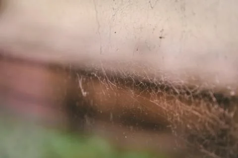Spider web on glass window Stock Photos
