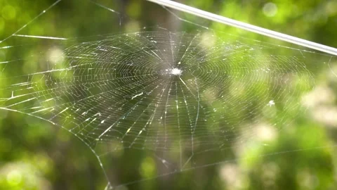 Spider Web Glistening in Sunlight, Green Forest Bokeh, Detailed Close Up Cobweb Stock Footage 345898225