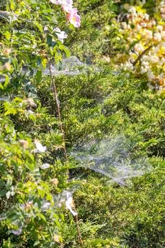 Spider web glistens in sunlight among green bushes in a garden during the a.. Foto stock