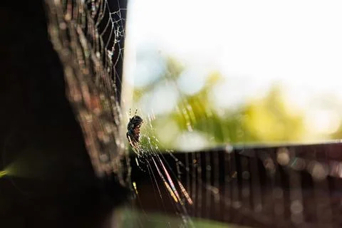 Spider web glistens in sunlight while spider rests nearby in garden at dawn Stock Photos