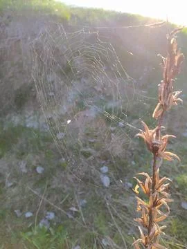 Spider web glowing in sunset light on dry plant Stock Photos