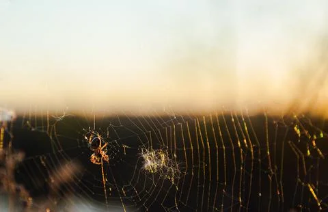 Spider on web at golden sunset Foto stock