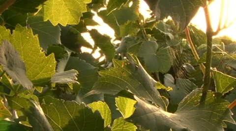 Spider web in the grapes Stock Footage 8156525