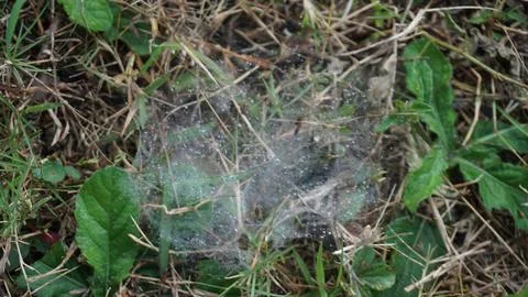 Spider web in the grass, close-up of a spider web. 스톡 사진