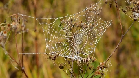 Spider web on grass in drops of dew Stock Footage 117295601