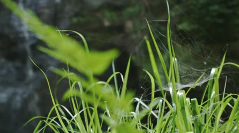Spider Web in the grass Stock Footage 33985552