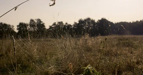 Spider web in grass Stock Footage 102945748