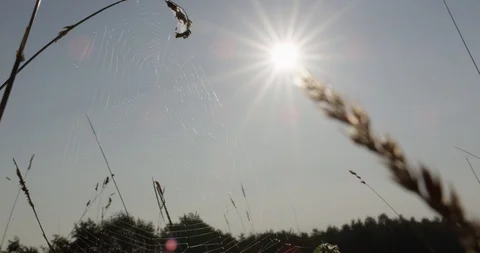 Spider web in grass Vídeos de archivo 102945937