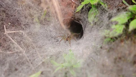 Spider web on the grass Video stock 252779928