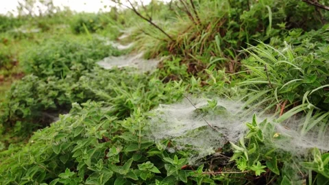 Spider web on the grass Video stock 252780040