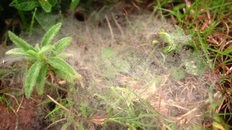Spider web on the grass 库存影片 252780062