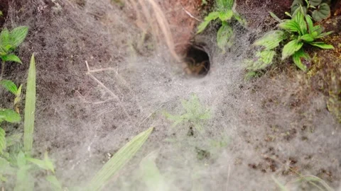 Spider web on the grass Video stock 252780083